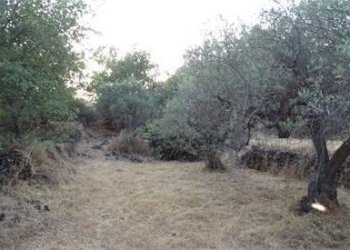 17.jpg - Terreno agricolo Vico Calvagna, Ragalna - foto 17