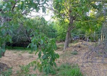 18.jpg - Terreno agricolo Vico Calvagna, Ragalna - foto 18