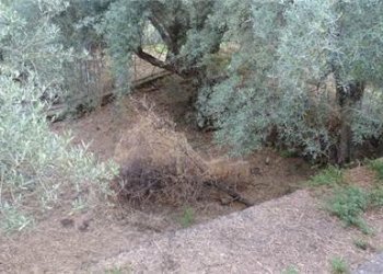 19.jpg - Terreno agricolo Vico Calvagna, Ragalna - foto 19