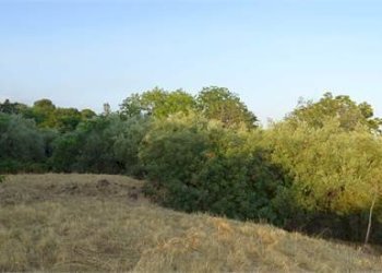 20.jpg - Terreno agricolo Vico Calvagna, Ragalna - foto 20