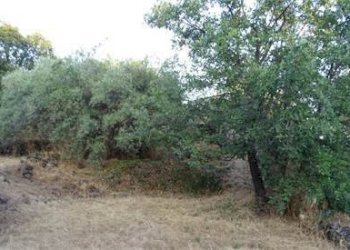 21.jpg - Terreno agricolo Vico Calvagna, Ragalna - foto 21