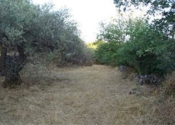 22.jpg - Terreno agricolo Vico Calvagna, Ragalna - foto 22