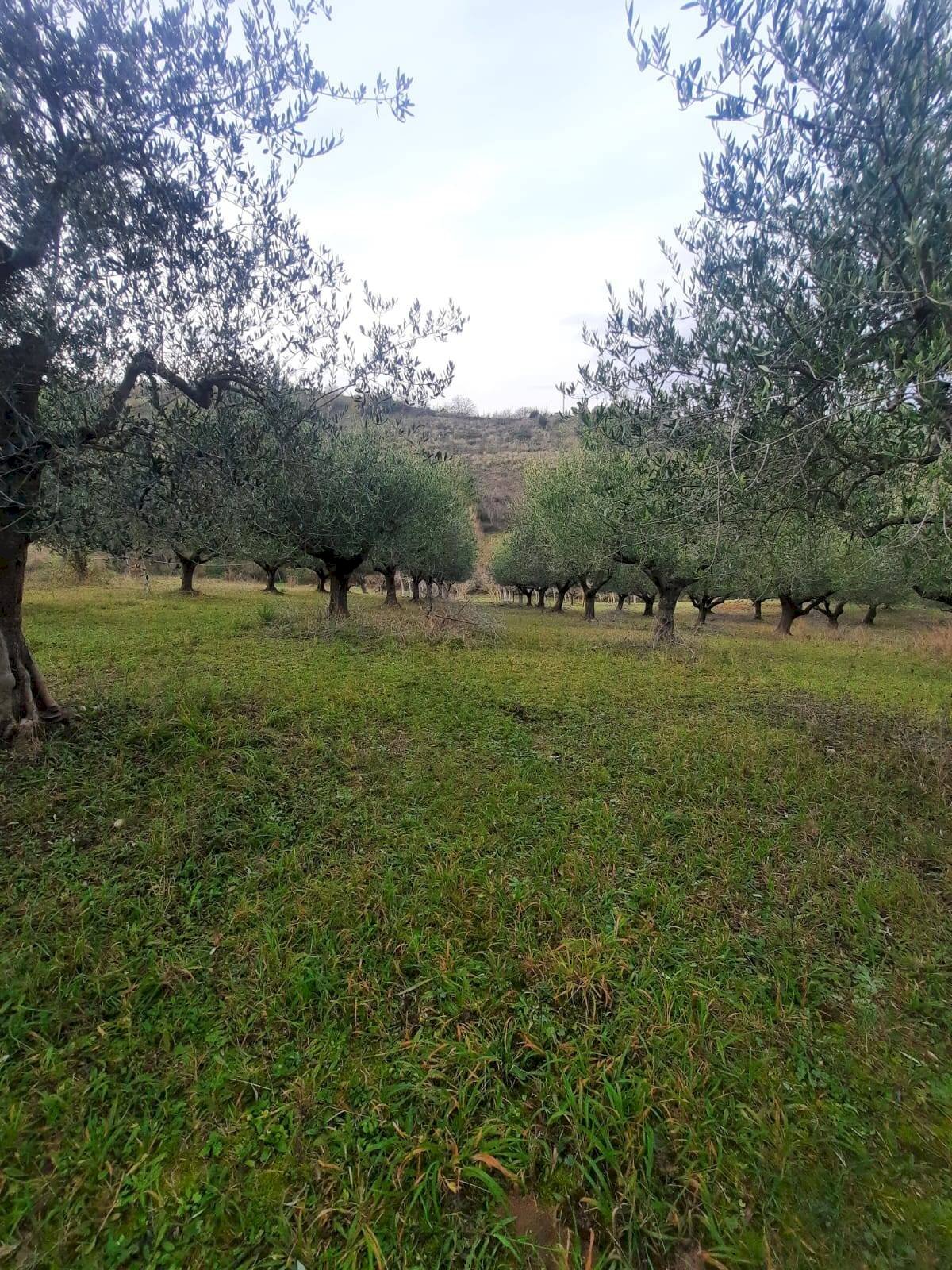 Foto 2 - Terreno agricolo Lapedona - foto 2