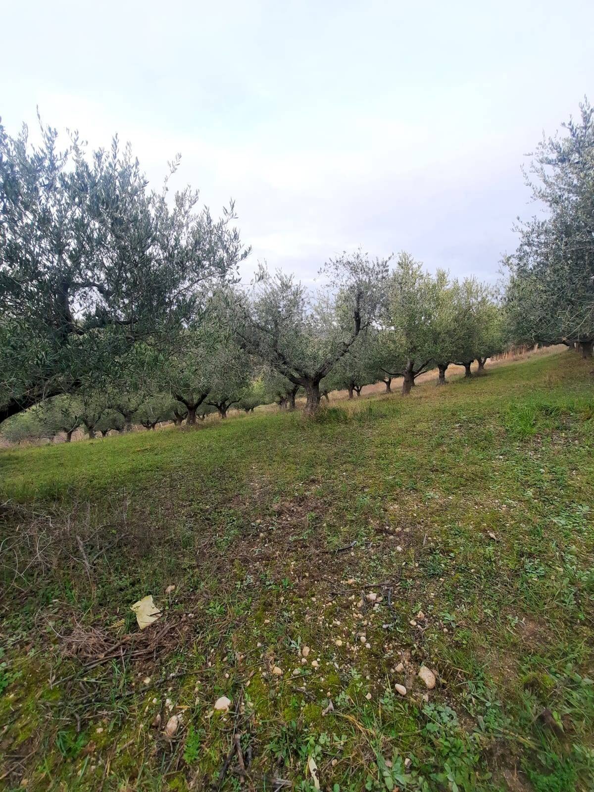 Foto 3 - Terreno agricolo Lapedona - foto 3