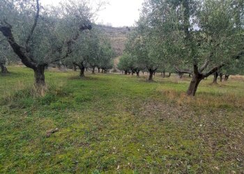 Foto 1 - Terreno agricolo Lapedona - foto 1