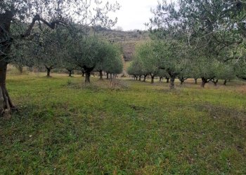 Foto 2 - Terreno agricolo Lapedona - foto 2