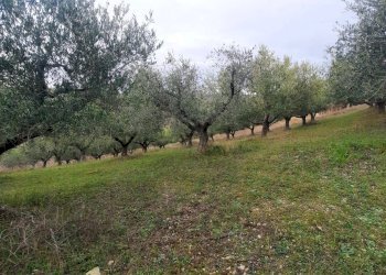 Foto 3 - Terreno agricolo Lapedona - foto 3