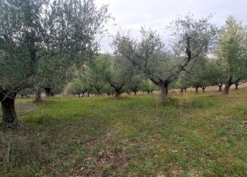 Foto 4 - Terreno agricolo Lapedona - foto 4