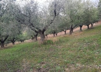 Foto 5 - Terreno agricolo Lapedona - foto 5