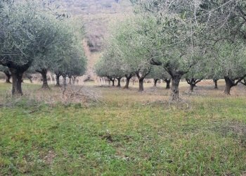 Foto 6 - Terreno agricolo Lapedona - foto 6