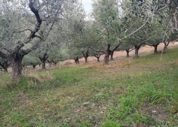 Foto 7 - Terreno agricolo Lapedona - foto 7