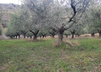 Foto 8 - Terreno agricolo Lapedona - foto 8