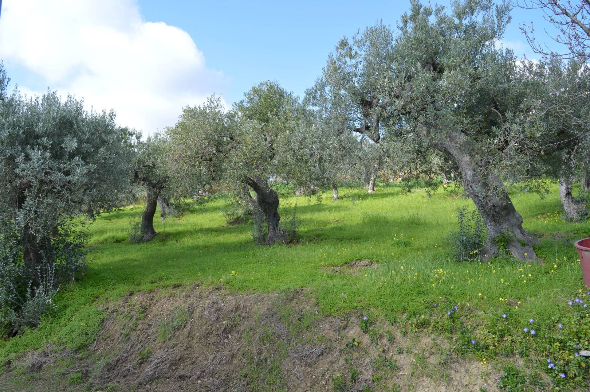 Foto 2 - Terreno agricolo Via della Croce di Montevecchio
 
30, Vasto - foto 2