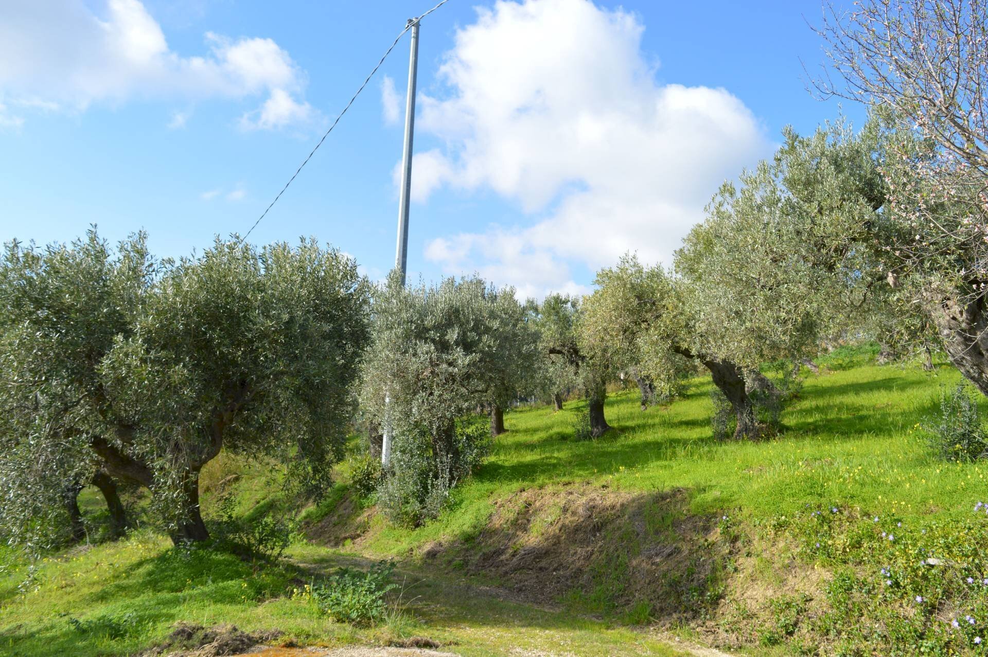 Foto 3 - Terreno agricolo Via della Croce di Montevecchio
 
30, Vasto - foto 3