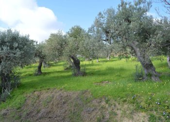 Foto 2 - Terreno agricolo Via della Croce di Montevecchio
 
30, Vasto - foto 2