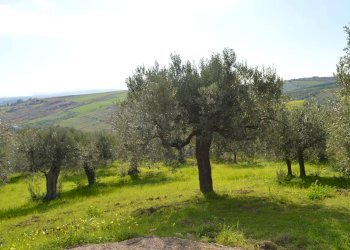 Foto 5 - Terreno agricolo Via della Croce di Montevecchio
 
30, Vasto - foto 5