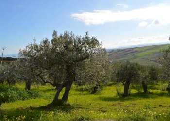 Foto 6 - Terreno agricolo Via della Croce di Montevecchio
 
30, Vasto - foto 6