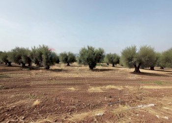 Giardino - Agricultural land Contrada cugno
snc, Belpasso - photo 3