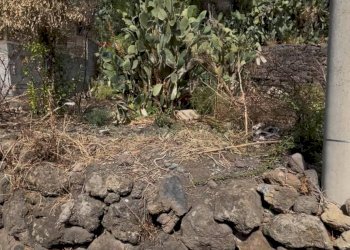 Giardino - Terreno agricolo strada quartararo SN, Misterbianco - foto 5