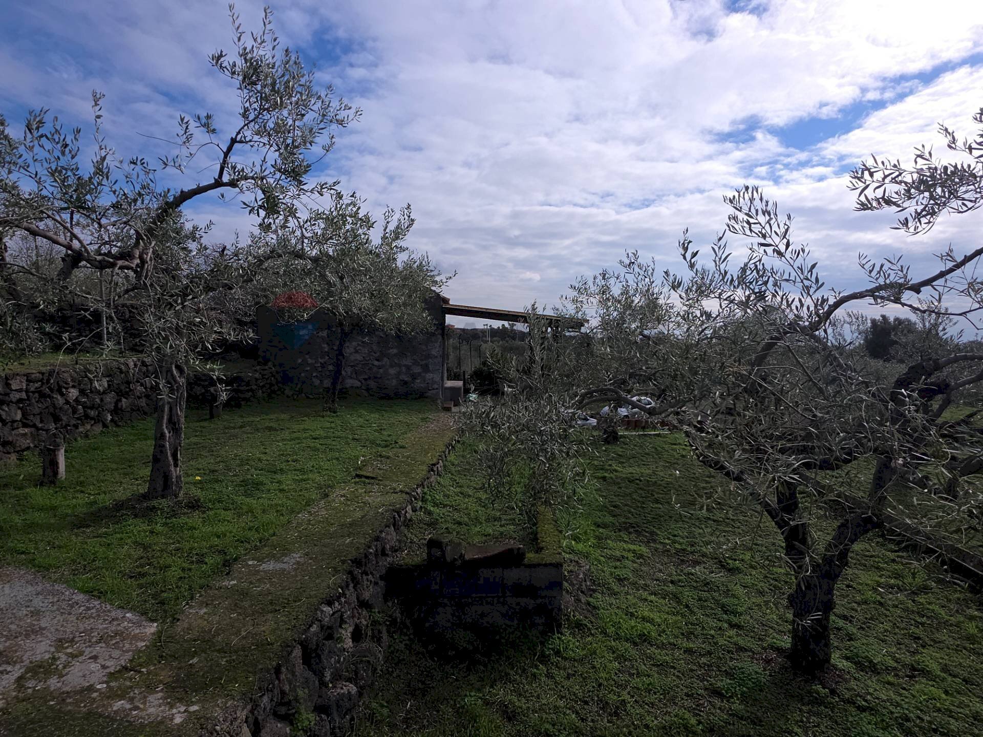 Giardino - Terreno agricolo via Cristoforo Colombo
 
32, San Pietro Clarenza - foto 2