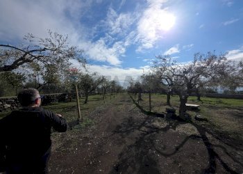 Giardino - Terreno agricolo via Cristoforo Colombo
 
32, San Pietro Clarenza - foto 11