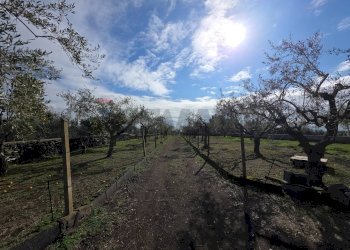 Giardino - Terreno agricolo via Cristoforo Colombo
 
32, San Pietro Clarenza - foto 12