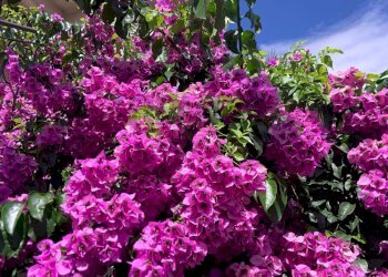 Giardino - Independent house Via Michelangelo
 
3, Osimo - photo 39