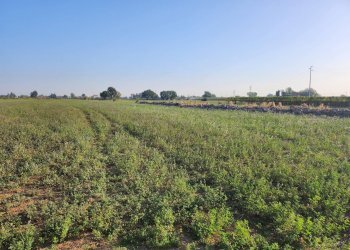 Foto 1 - Terreno agricolo Formigine - foto 1