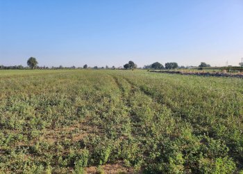 Foto 2 - Terreno agricolo Formigine - foto 2