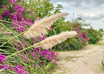 Foto 23 - Rustico Strada Comunale San Cesario - Caprarica, Cavallino - foto 23