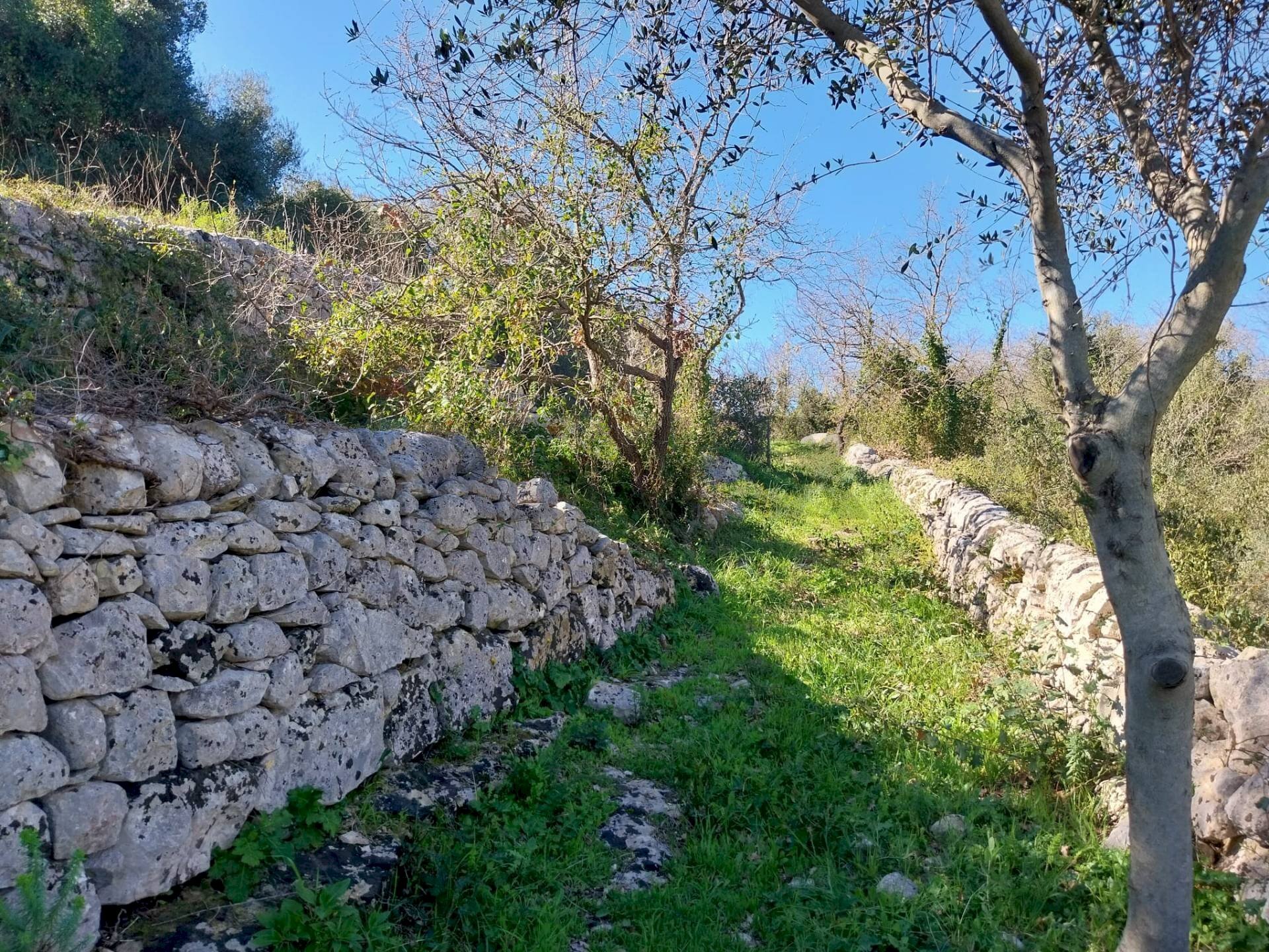 Giardino - Terreno agricolo contrada Fasana, Modica - foto 2