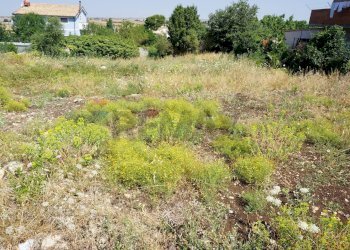 Giardino - Terreno edificabile Ragusa - foto 9