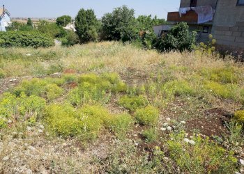 Giardino - Terreno edificabile Ragusa - foto 11