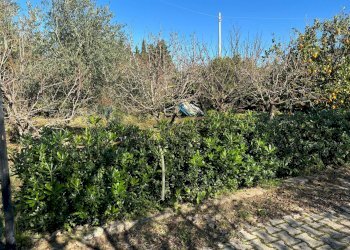 Giardino - Villa a Schiera Carini - foto 18