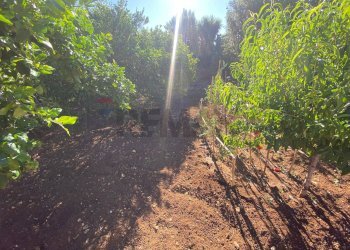 Giardino - Villa a Schiera Carini - foto 56