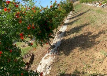 Villa S.P. Supersano/Scorrano - Contrada Montinati, Supersano - foto 9