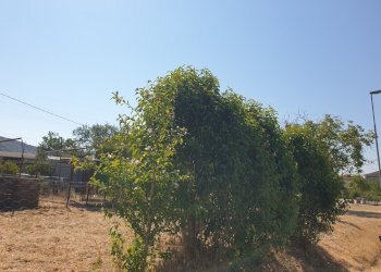 20220725_103306.jpg - Porzione di casa Via Campo della Fiera 60, Alviano - foto 21