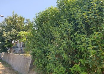 20220725_103310.jpg - Porzione di casa Via Campo della Fiera 60, Alviano - foto 22