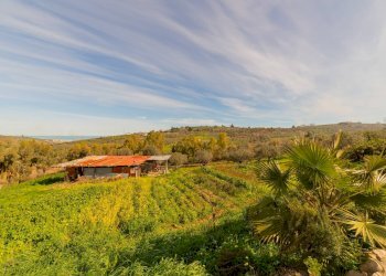 Foto 62 - Azienda agricola VIA VILIGNINA
50, Vasto - foto 62