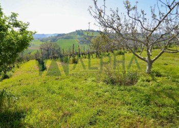 Terreno - Rustico via Nuova, Bertinoro - foto 8