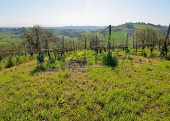 Terreno - Rustico via Nuova, Bertinoro - foto 13