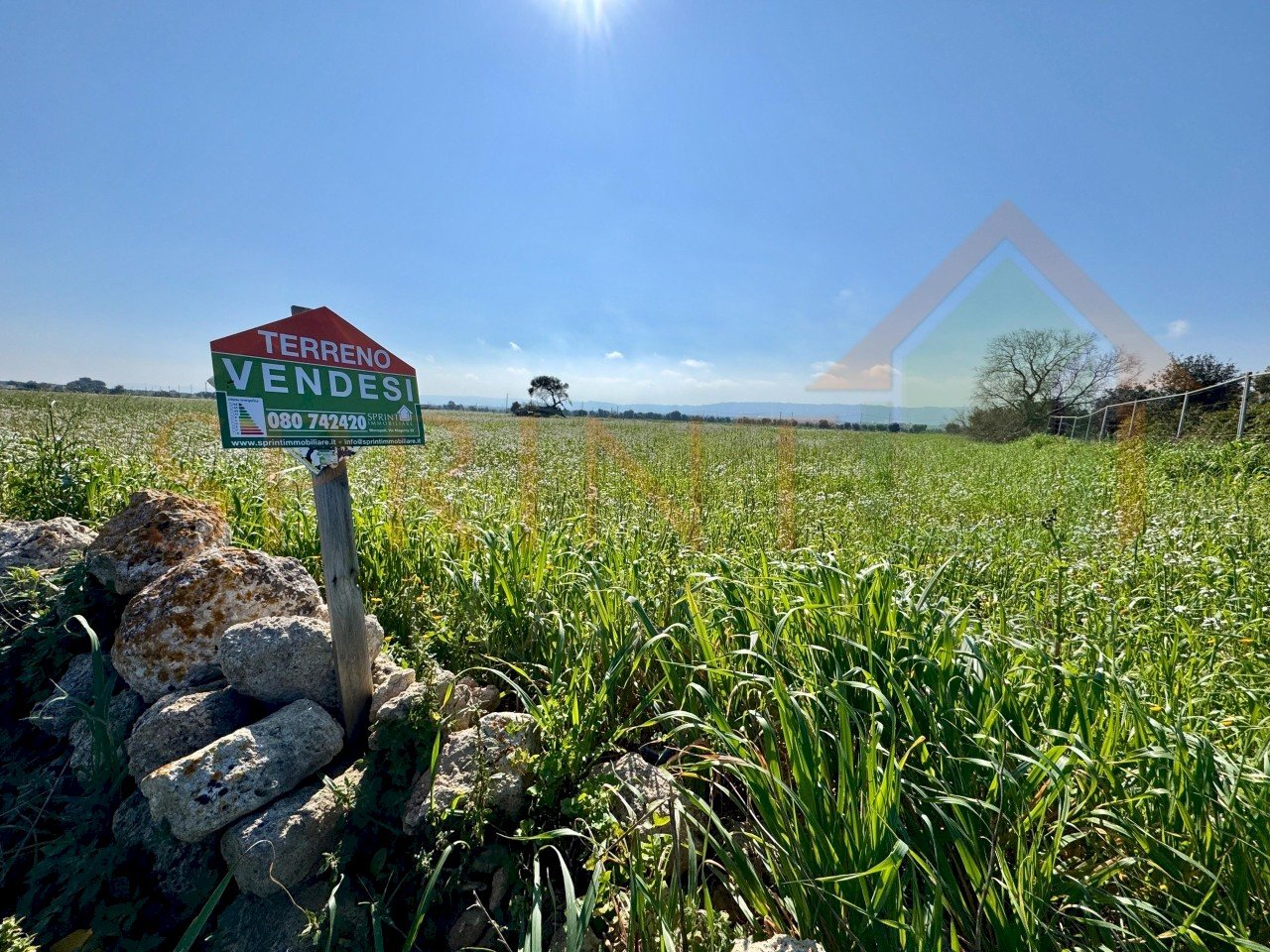 IMG_4502.JPG.jpg - Terreno agricolo Contrada Losciale, Monopoli - foto 2