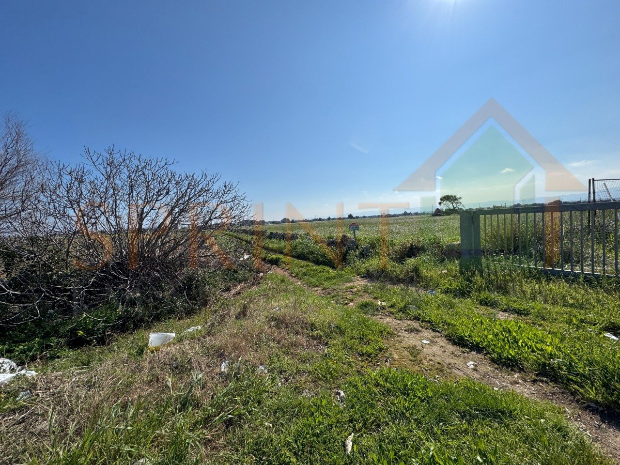 IMG_4503.JPG.jpg - Terreno agricolo Contrada Losciale, Monopoli - foto 3