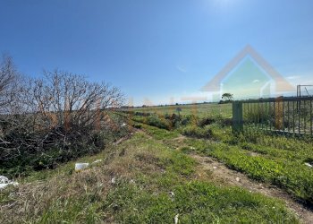 IMG_4503.JPG.jpg - Terreno agricolo Contrada Losciale, Monopoli - foto 3