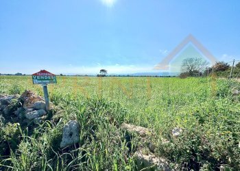 IMG_4505.JPG.jpg - Terreno agricolo Contrada Losciale, Monopoli - foto 5