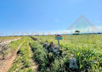 IMG_4506.JPG.jpg - Terreno agricolo Contrada Losciale, Monopoli - foto 6