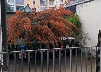 Trilocale Torino (zona Crocetta) - foto 15