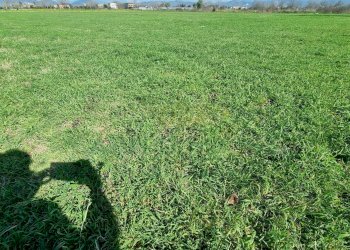 Foto 11 - Terreno agricolo Marcianise - foto 11