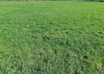 Foto 1 - Terreno agricolo Marcianise - foto 1