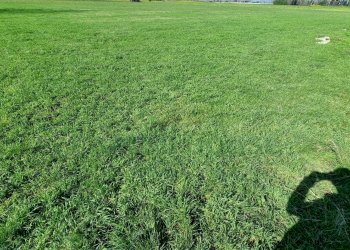 Foto 13 - Terreno agricolo Marcianise - foto 13